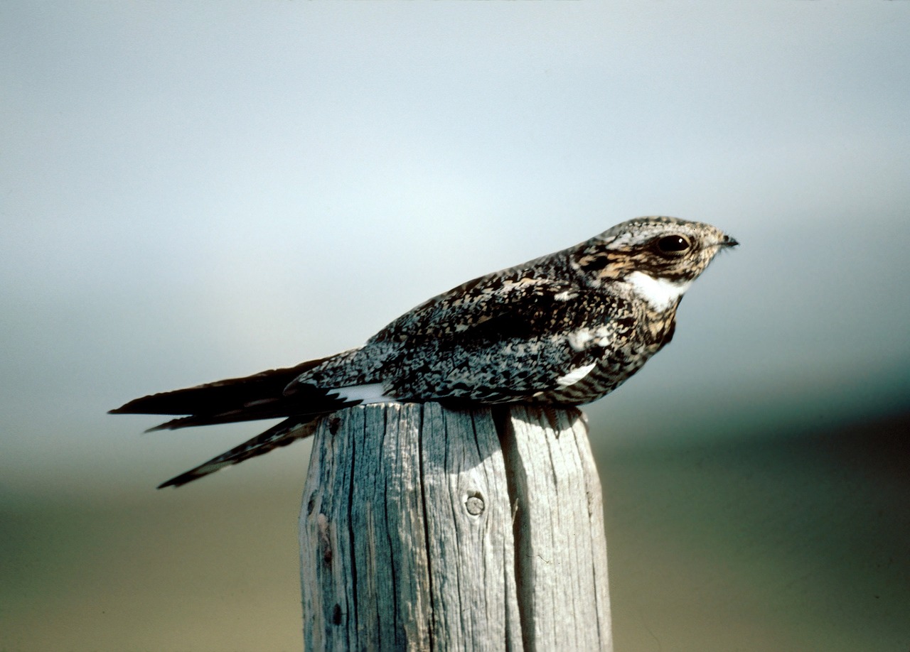 common nighthawk bird perched free photo