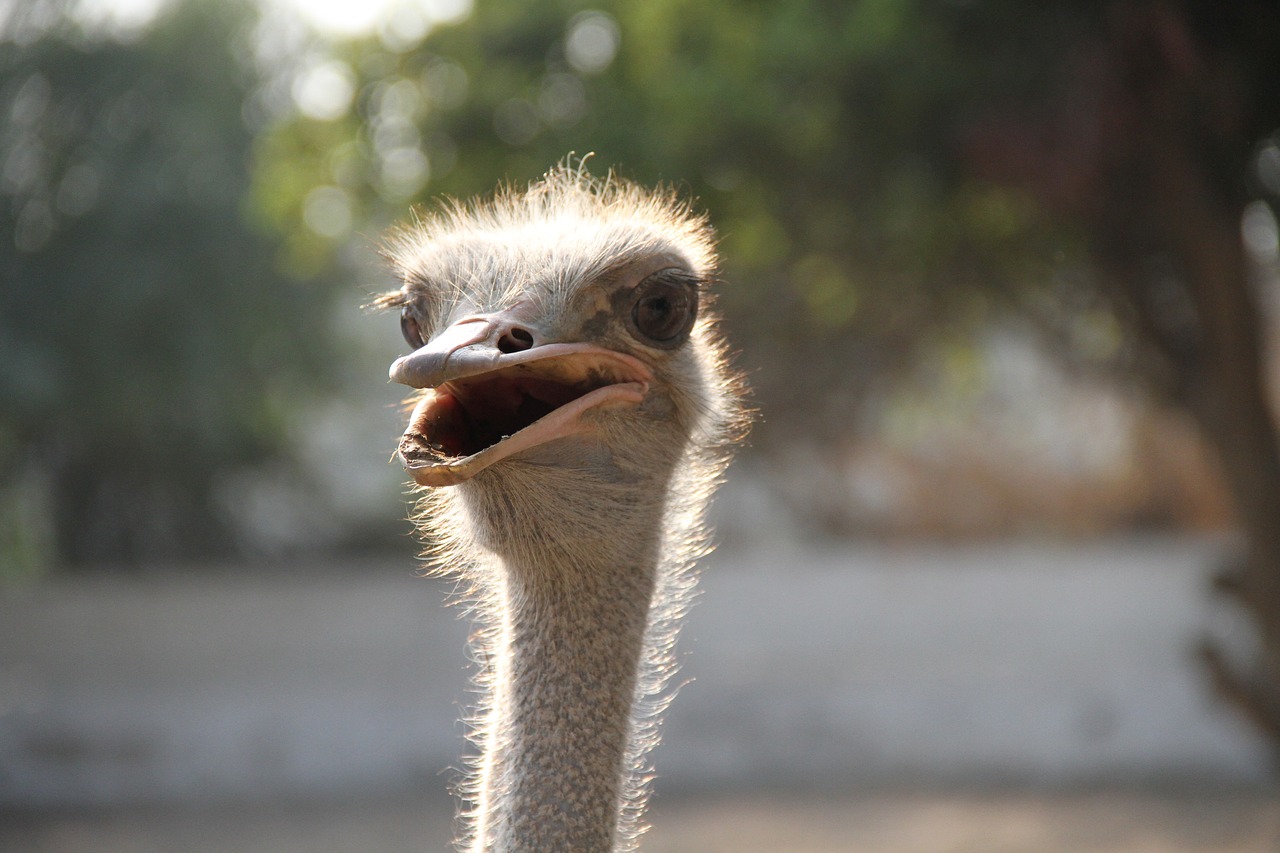 common ostrich  bird  ostrich free photo