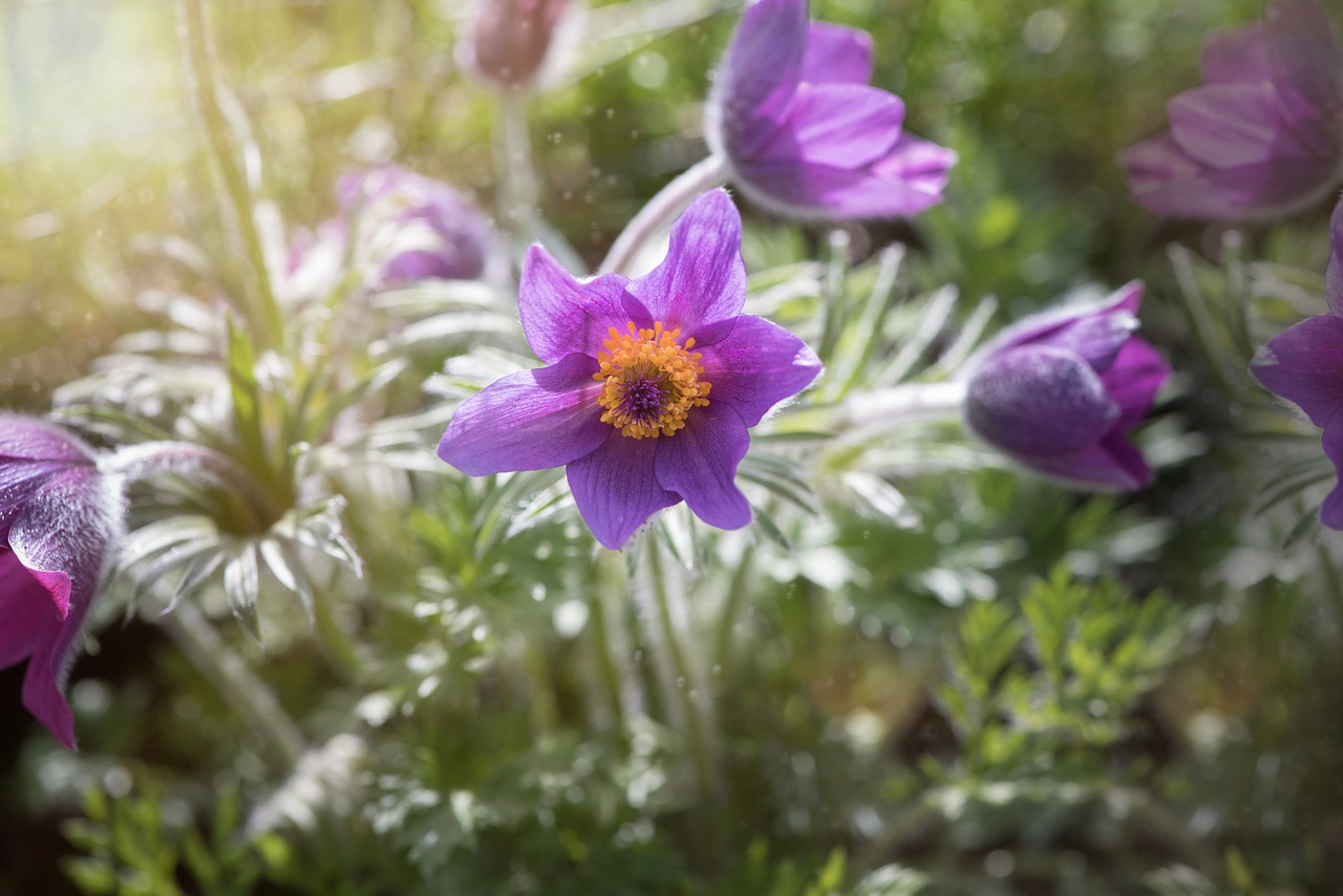 common pasque flower pulsatilla vulgaris flower free photo