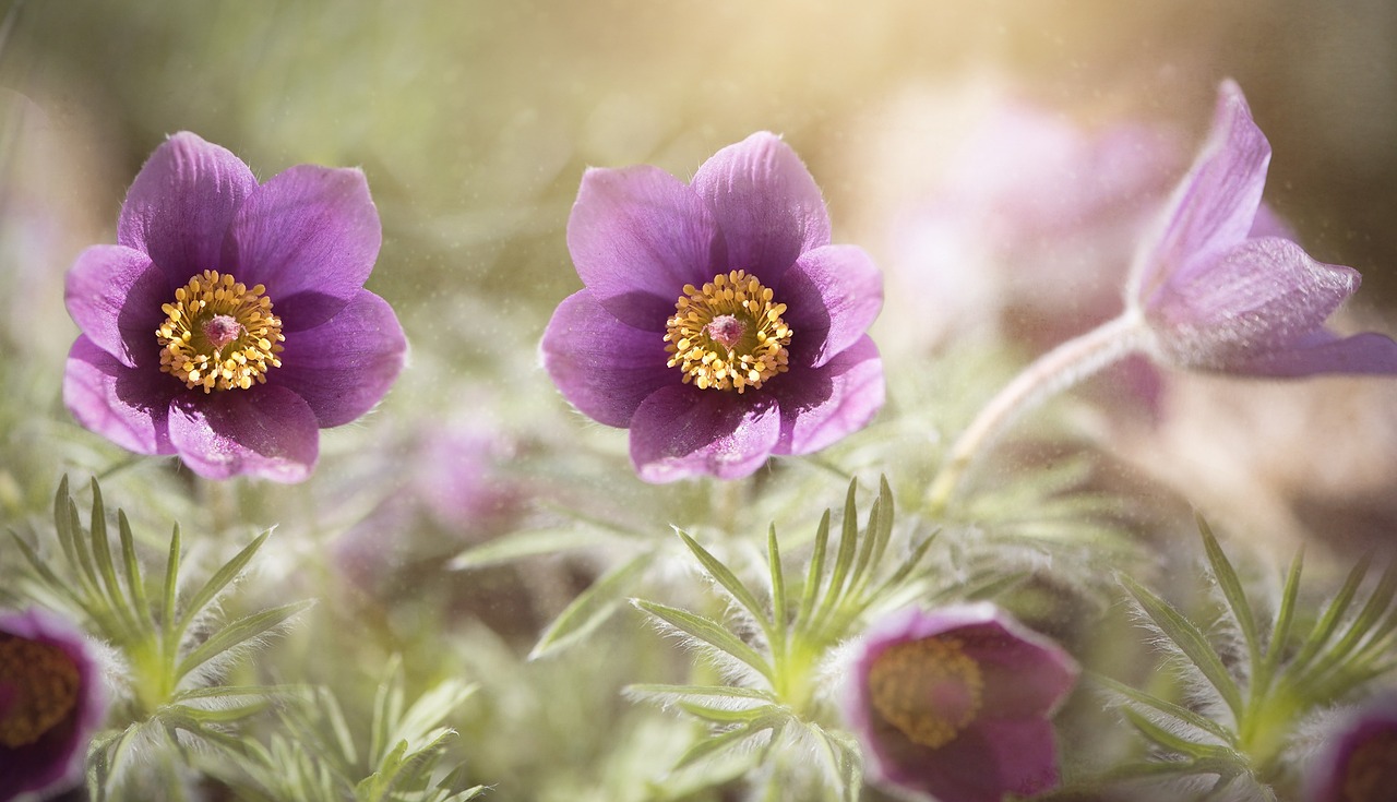 common pasque flower pulsatilla vulgaris flower free photo