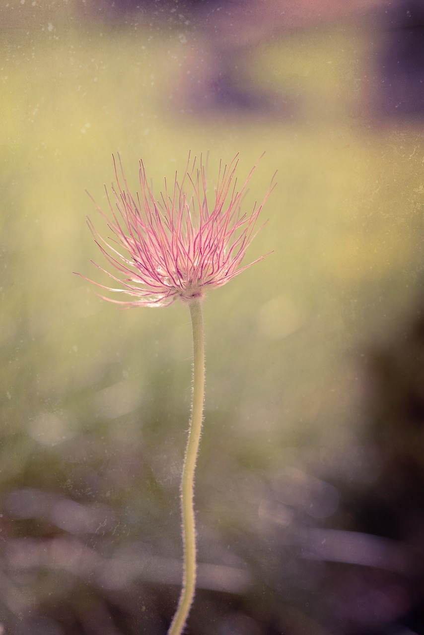 common pasque flower pulsatilla vulgaris flower free photo