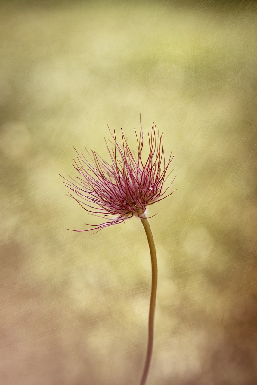 common pasque flower pulsatilla vulgaris flower free photo