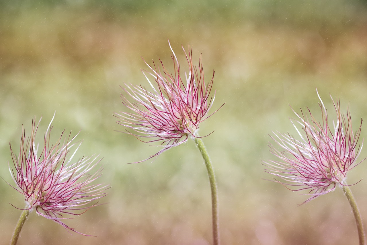 common pasque flower pulsatilla vulgaris flower free photo