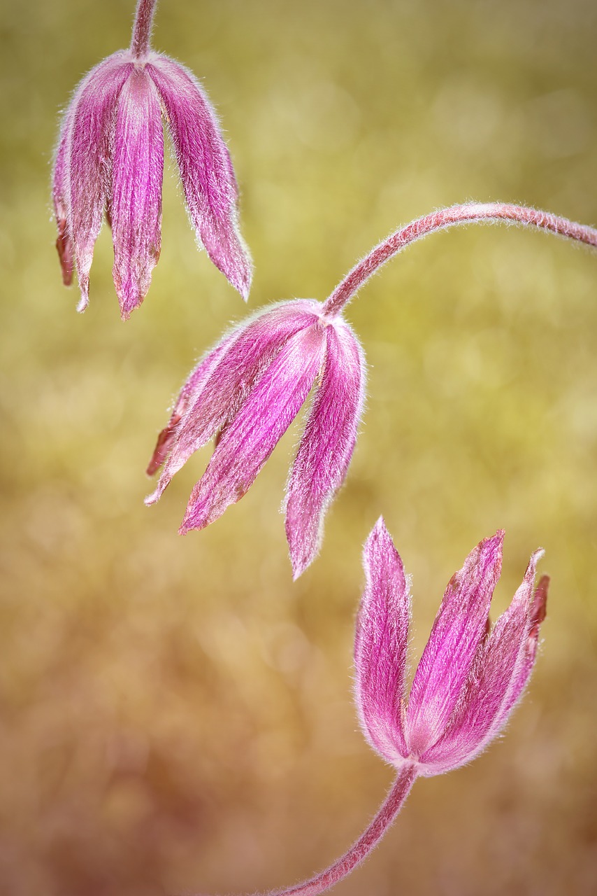 common pasque flower pulsatilla vulgaris flower free photo