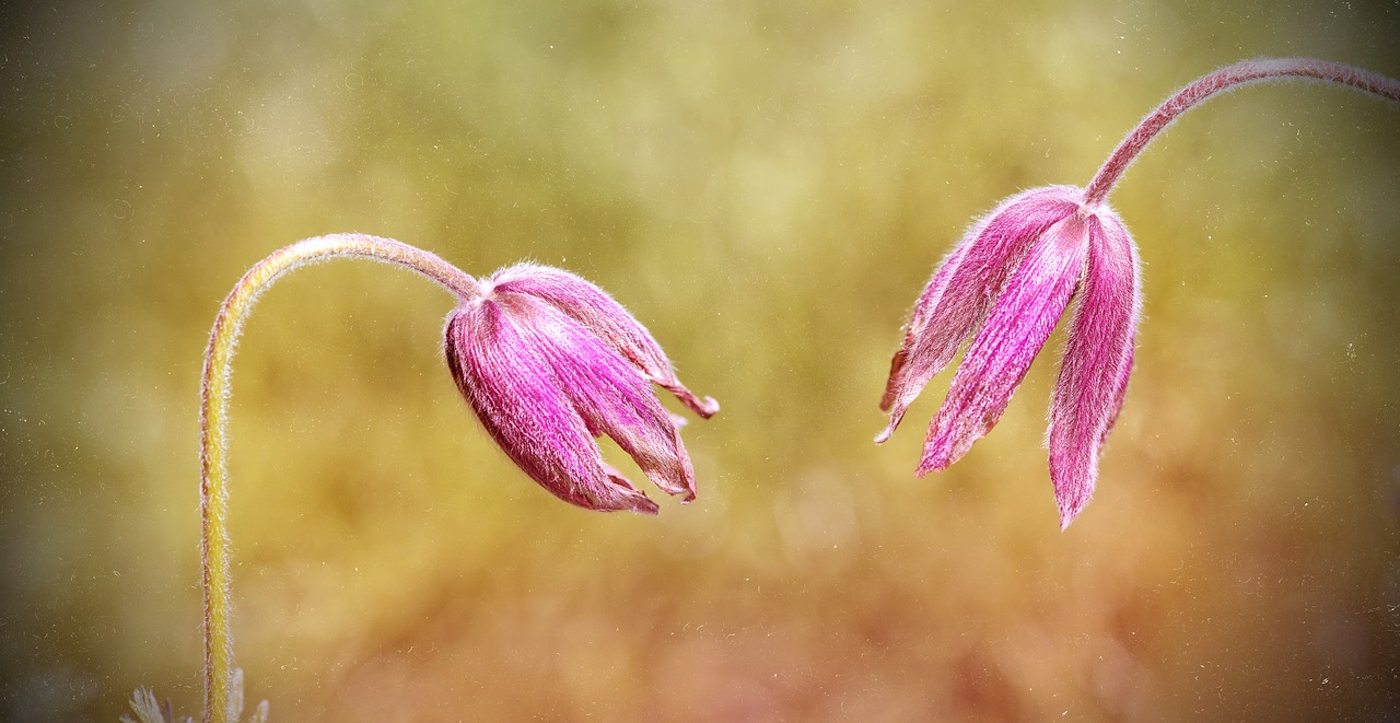 common pasque flower pulsatilla vulgaris flower free photo