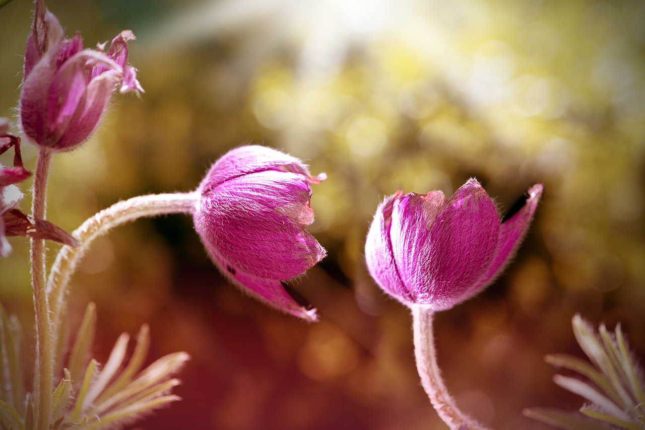 common pasque flower pulsatilla vulgaris flower free photo