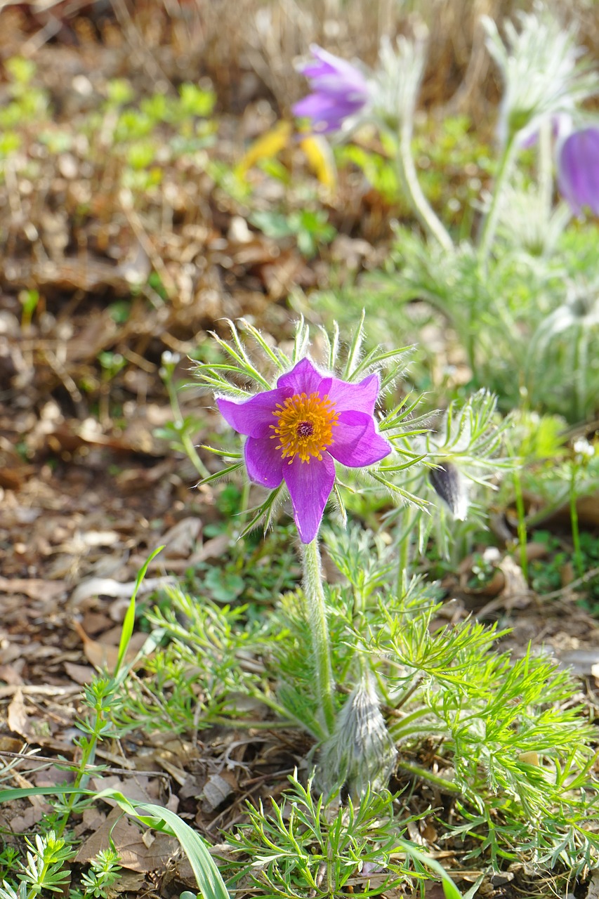 common pasque flower flowers violet free photo