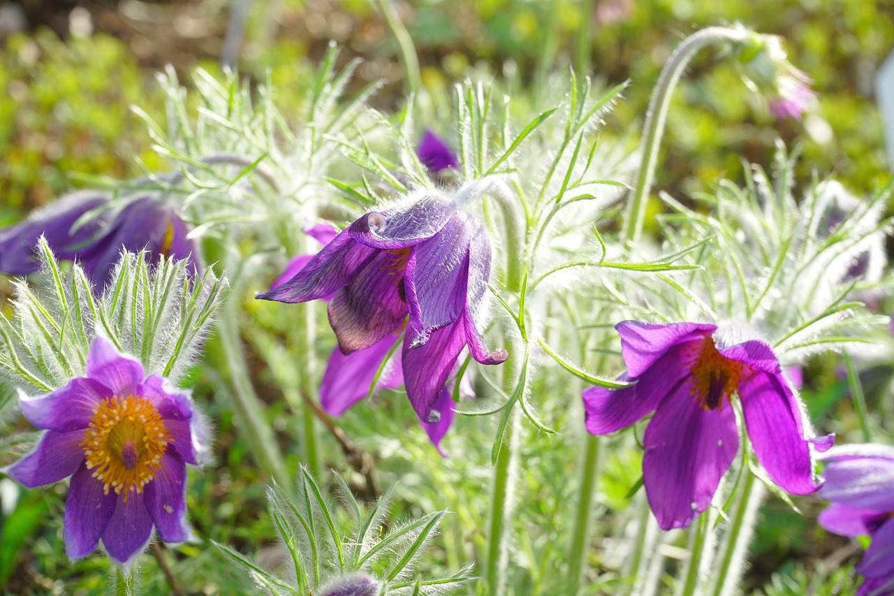 common pasque flower flowers violet free photo