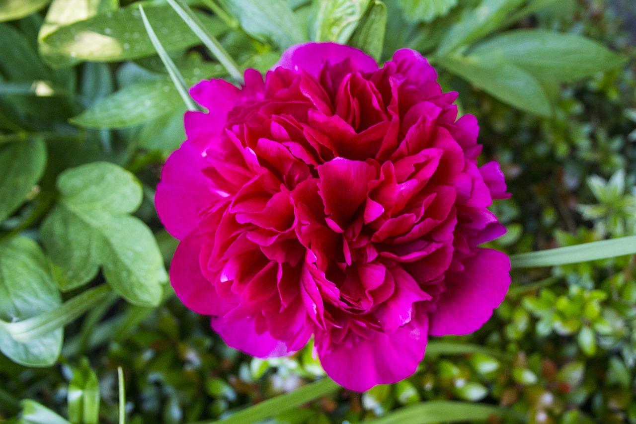 common peony  flowers  double flower free photo