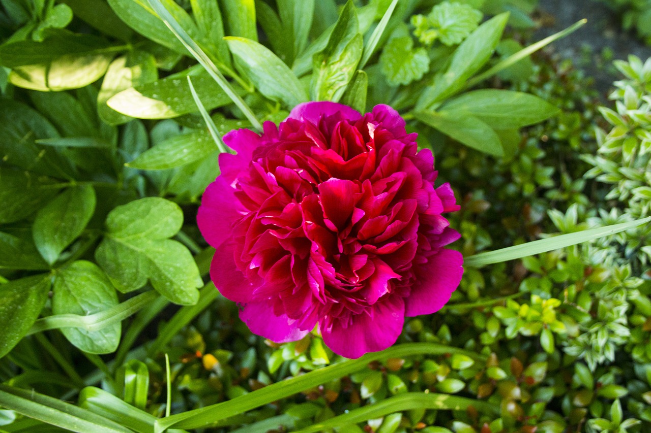 common peony  garden  nature free photo