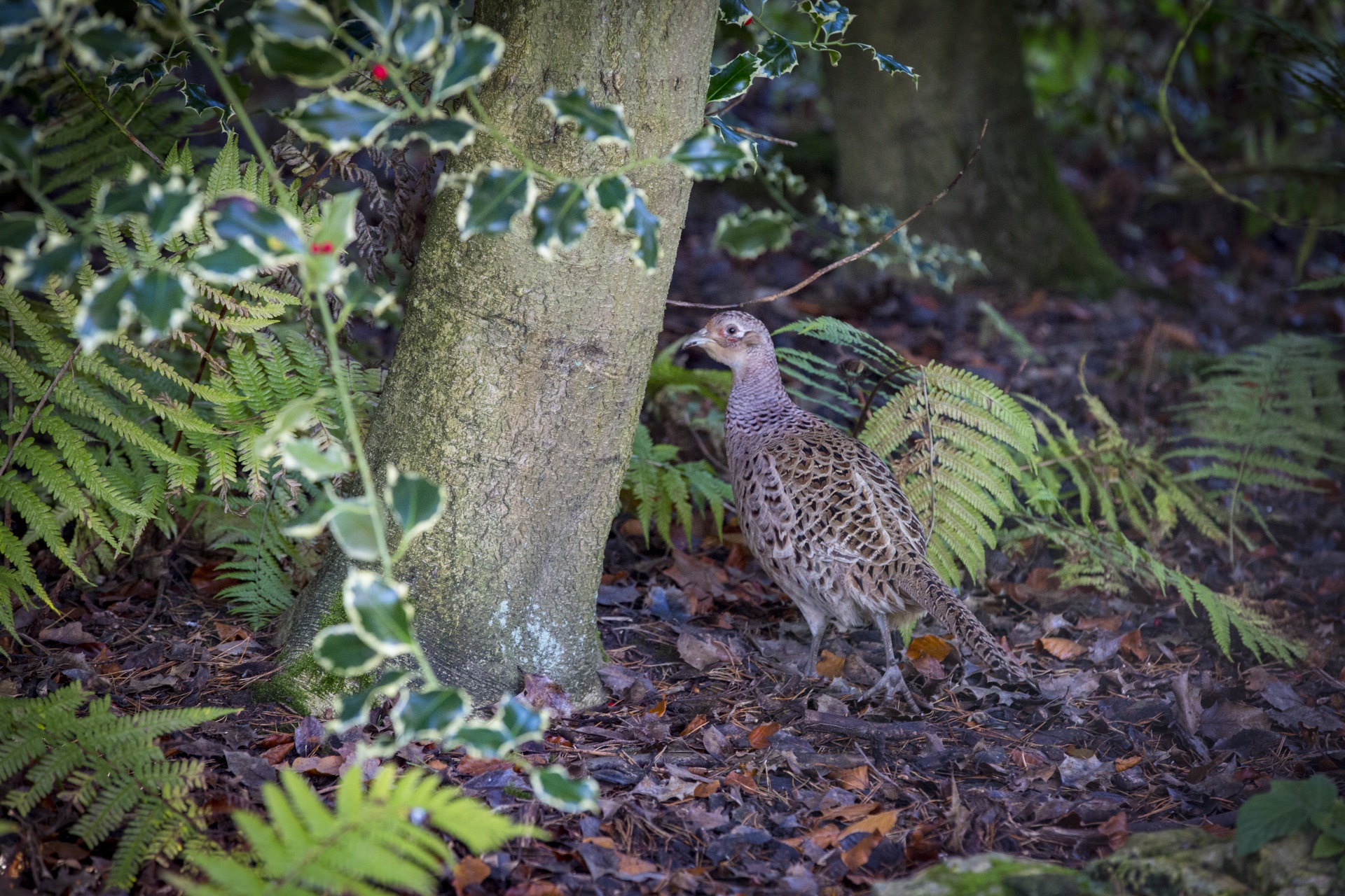 pheasant animal outdoor free photo