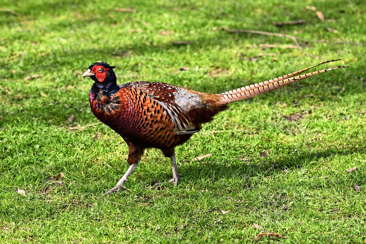 Download this free picture about - Common Pheasant Pheasant Ring Necked Phe...