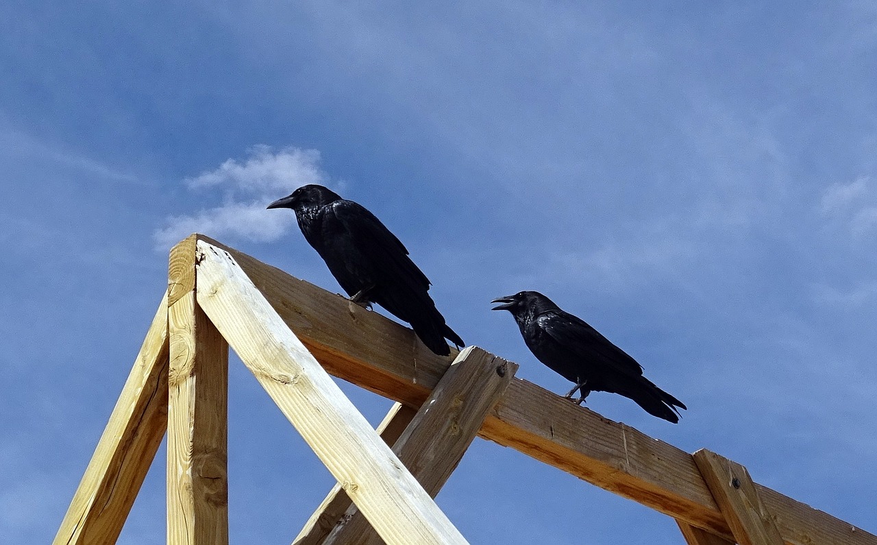 common raven corvus corax northern raven free photo