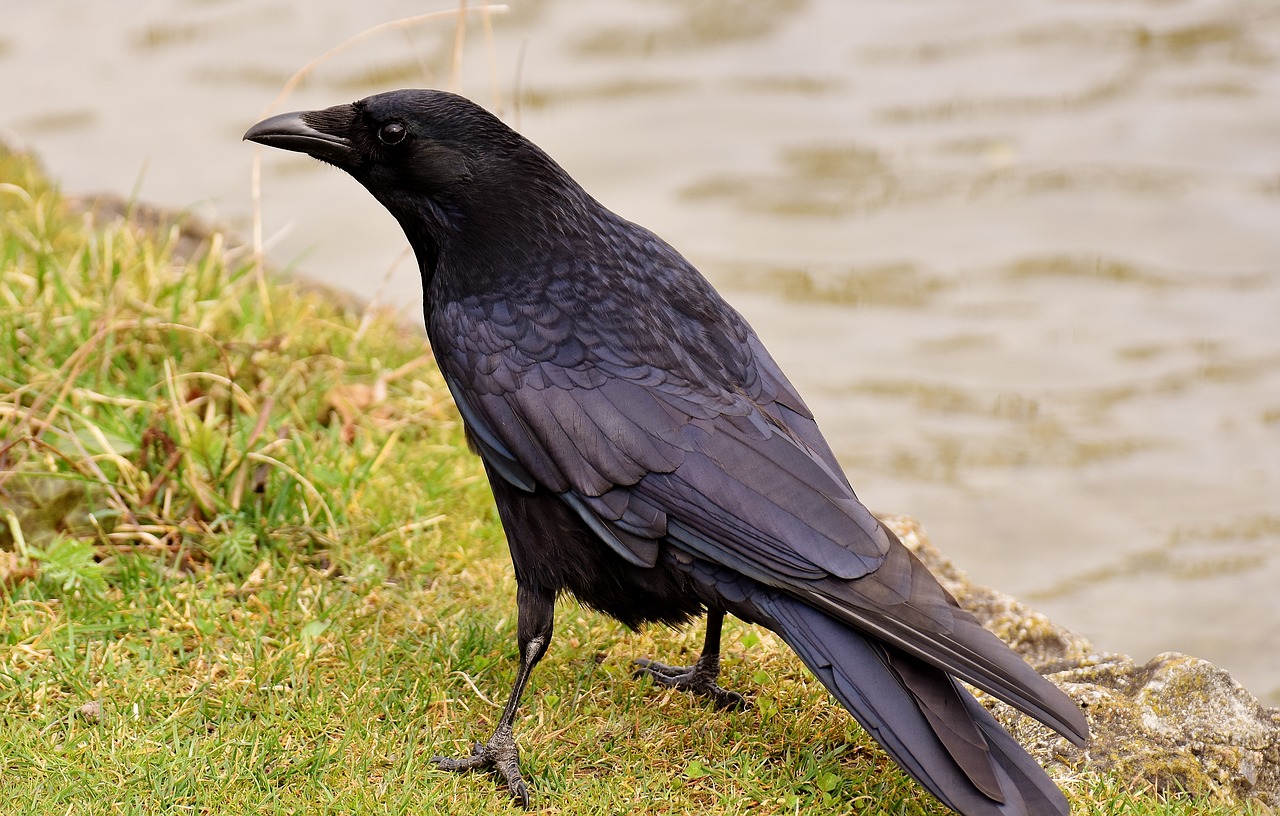 common raven raven raven bird free photo