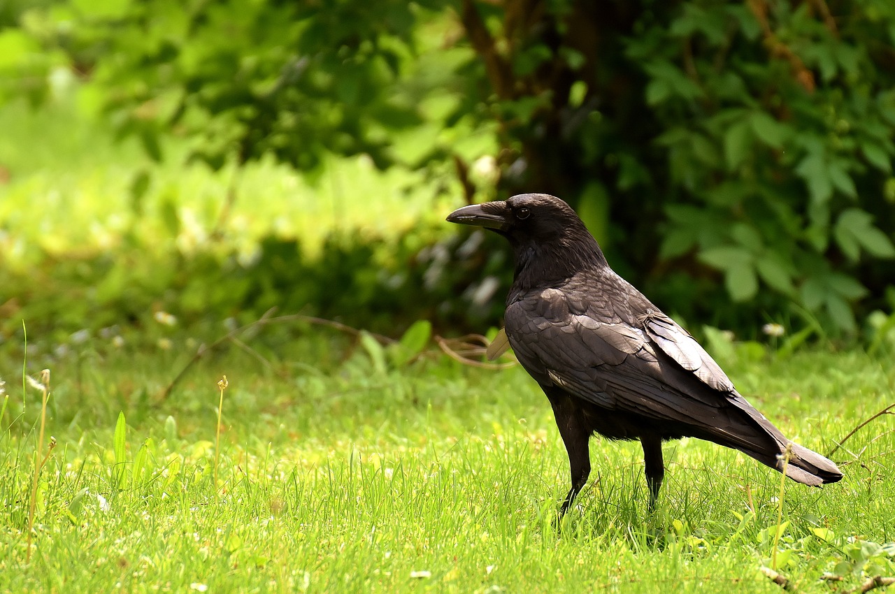 common raven raven bird plumage free photo