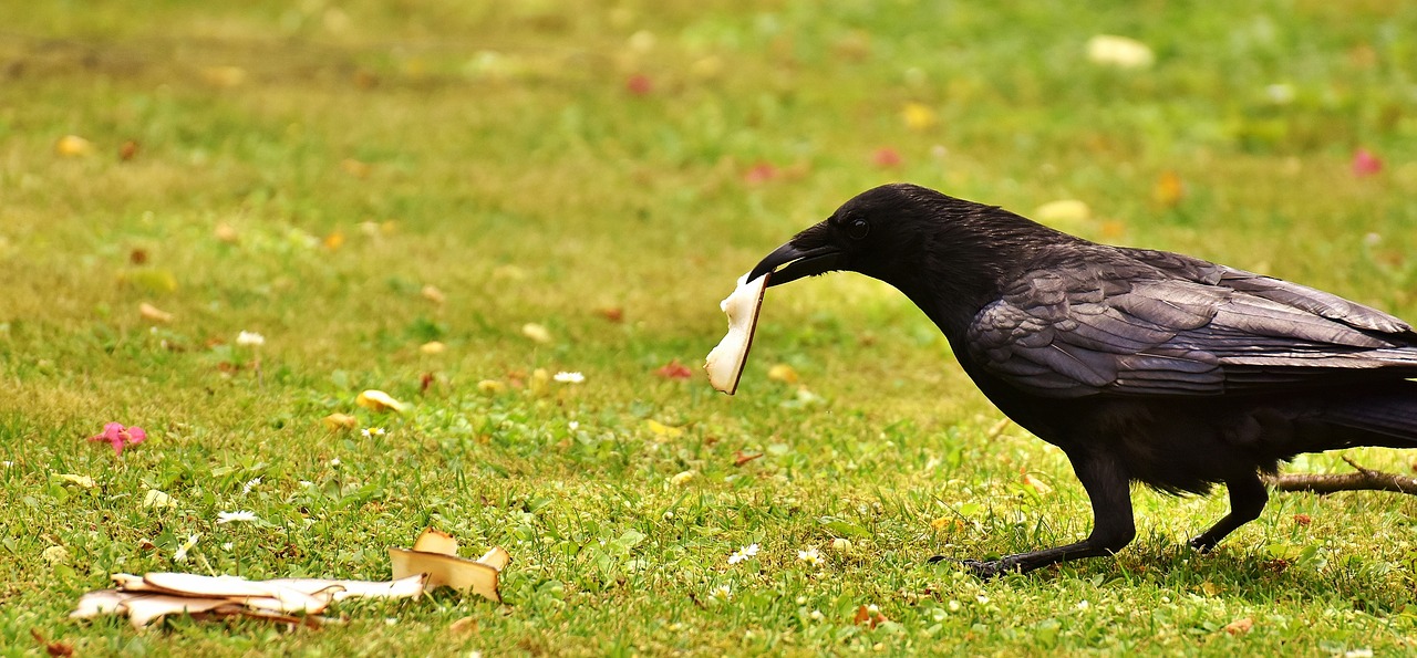 common raven raven food free photo