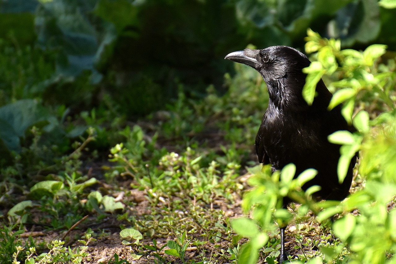 common raven raven bird corvus corax free photo