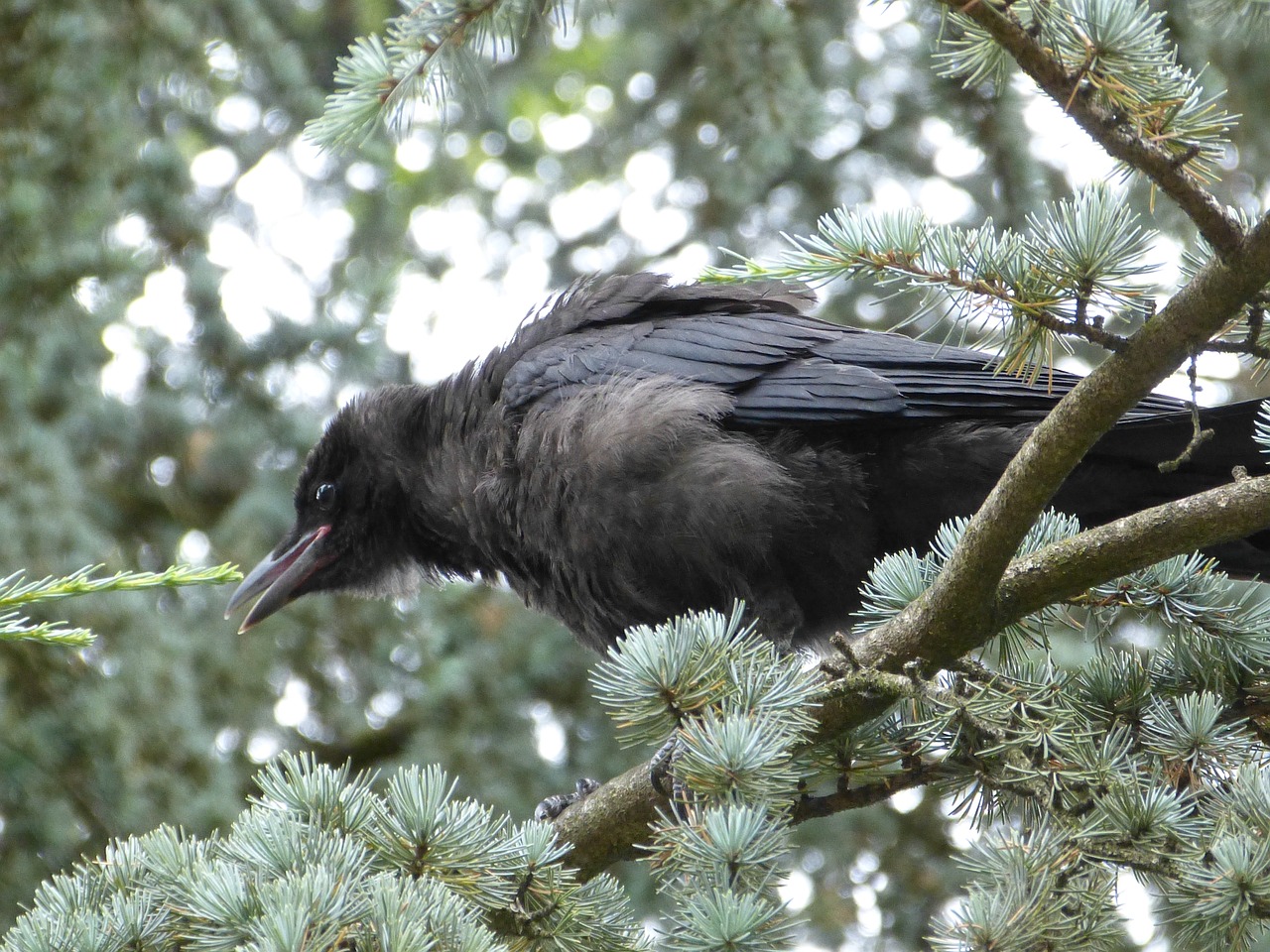 common raven raven bird beak black free photo
