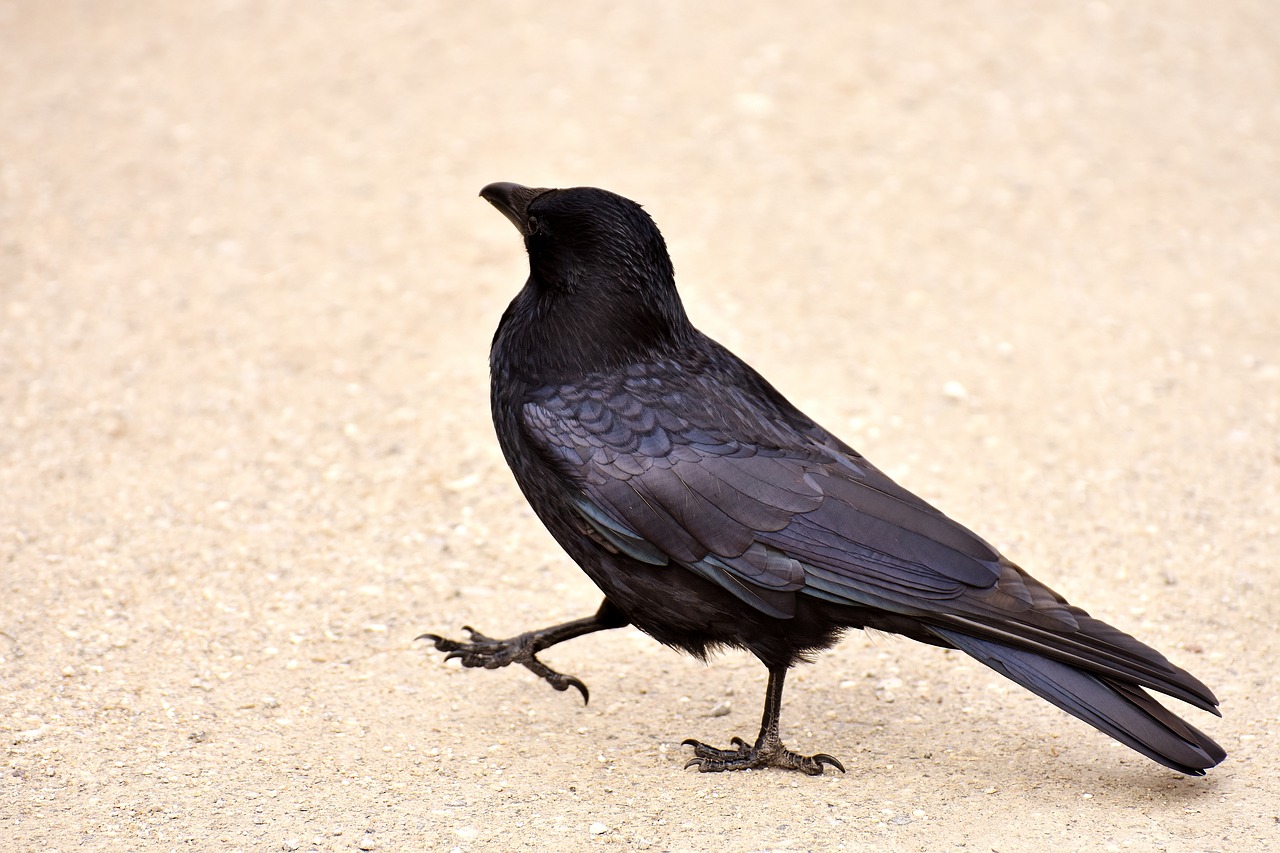 common raven raven raven bird free photo