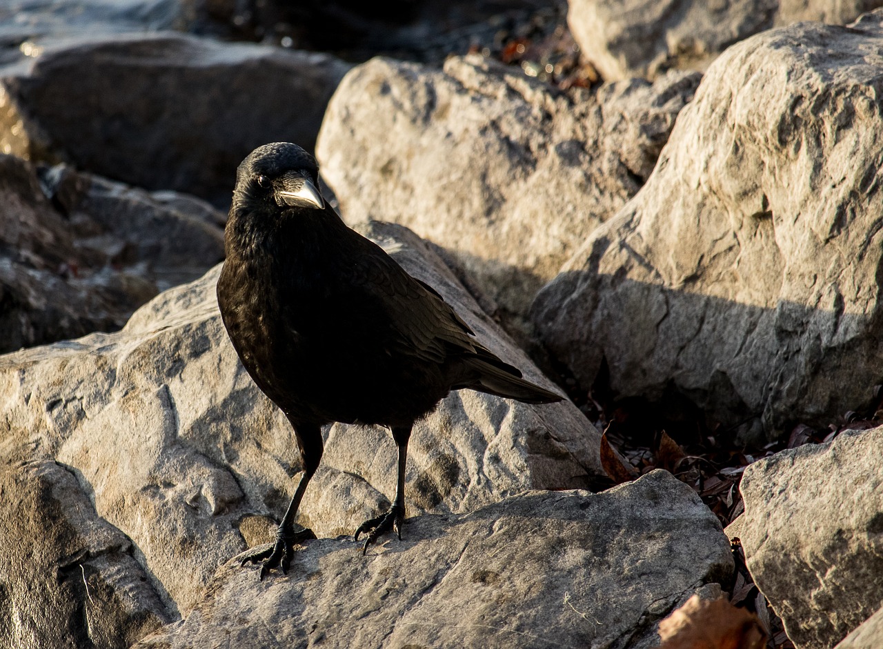 common raven  raven  crow free photo