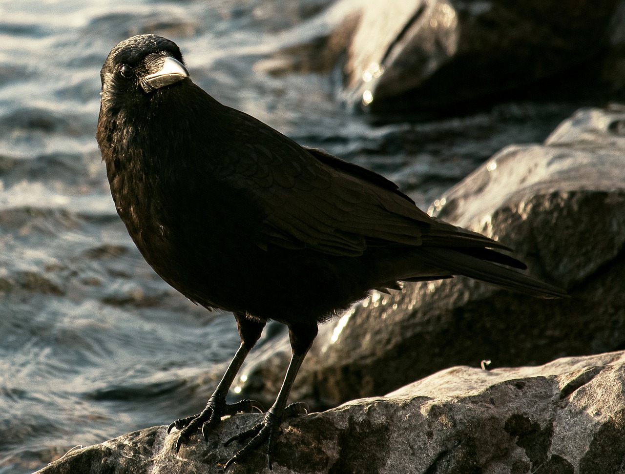 common raven  raven  crow free photo