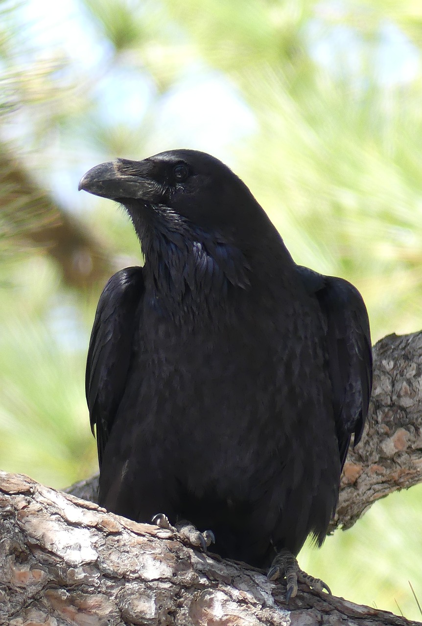 common raven  raven bird  songbird free photo
