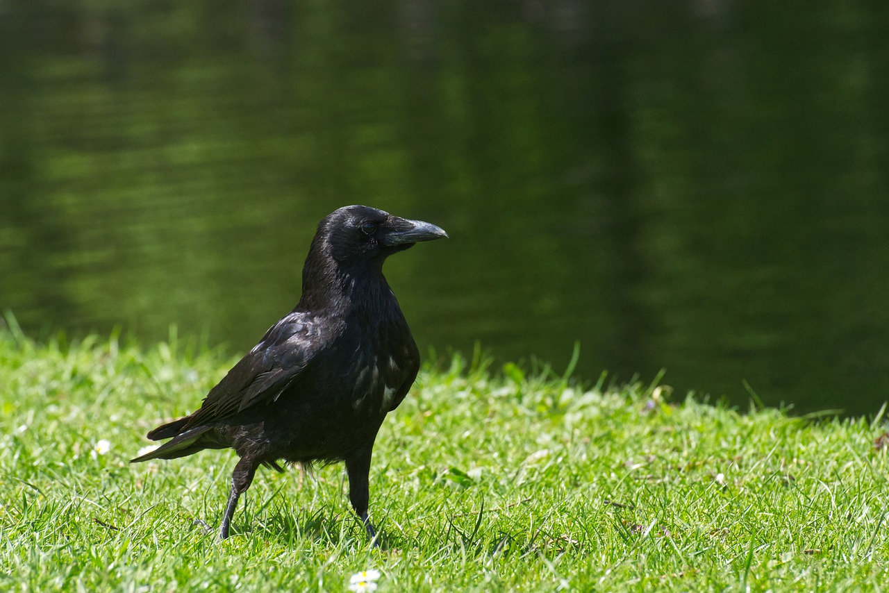 common raven  raven  crow free photo