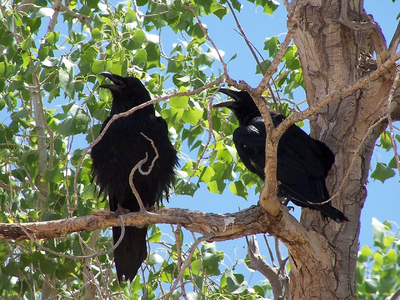 common ravens blackbirds corvus free photo