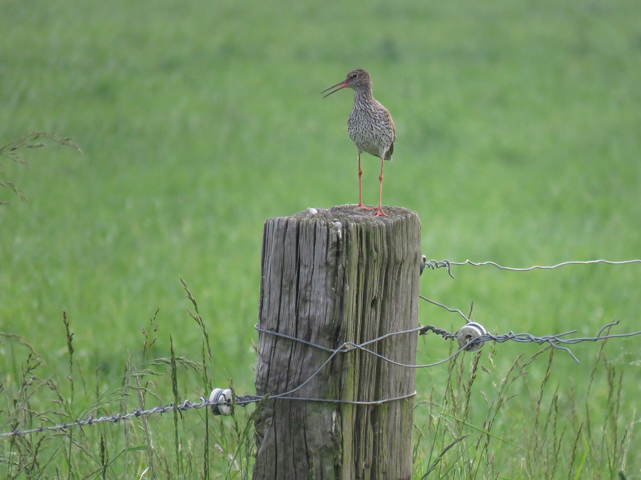 common redshank  bird  nature free photo