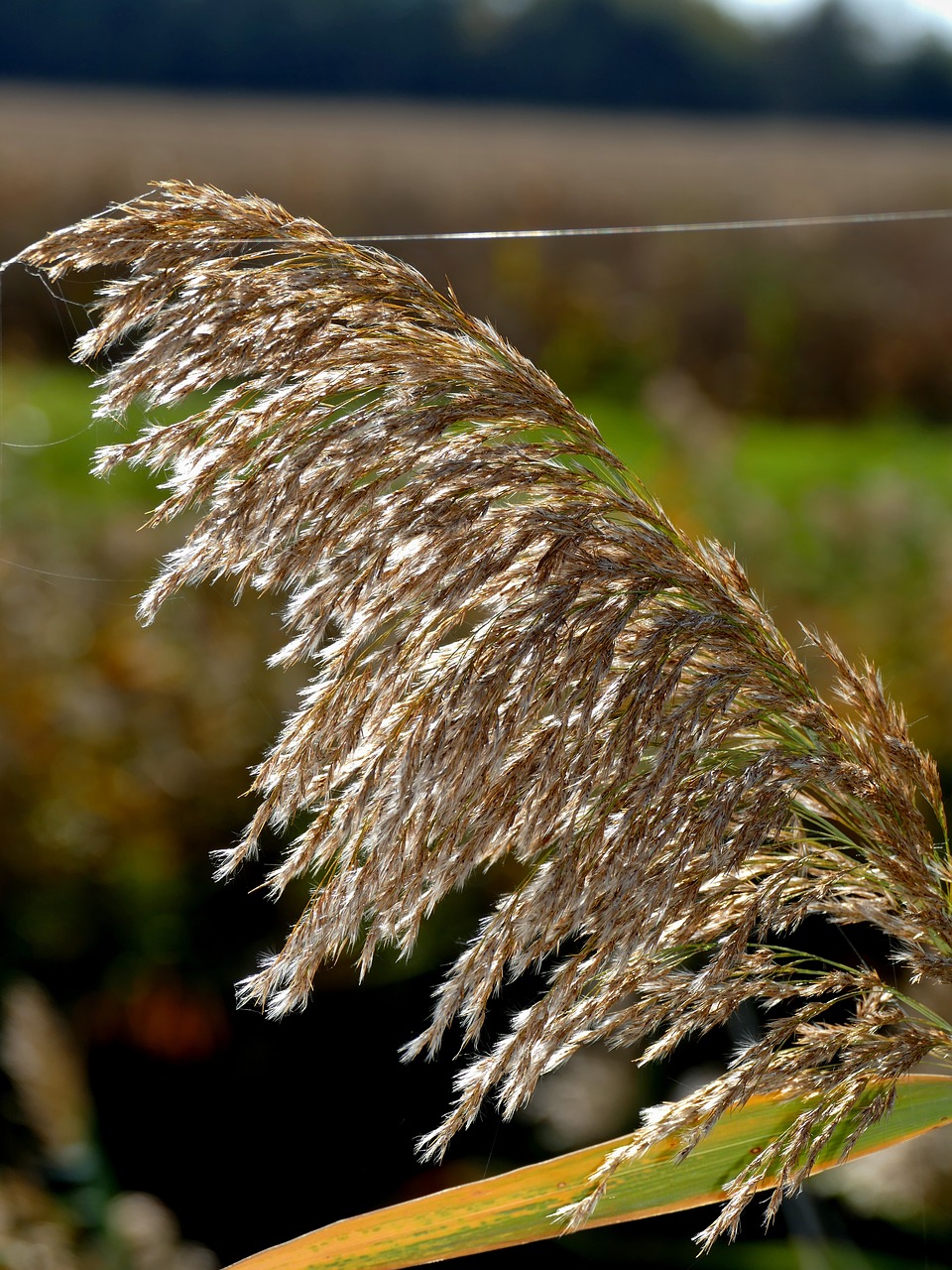 common reed plant spider web free photo