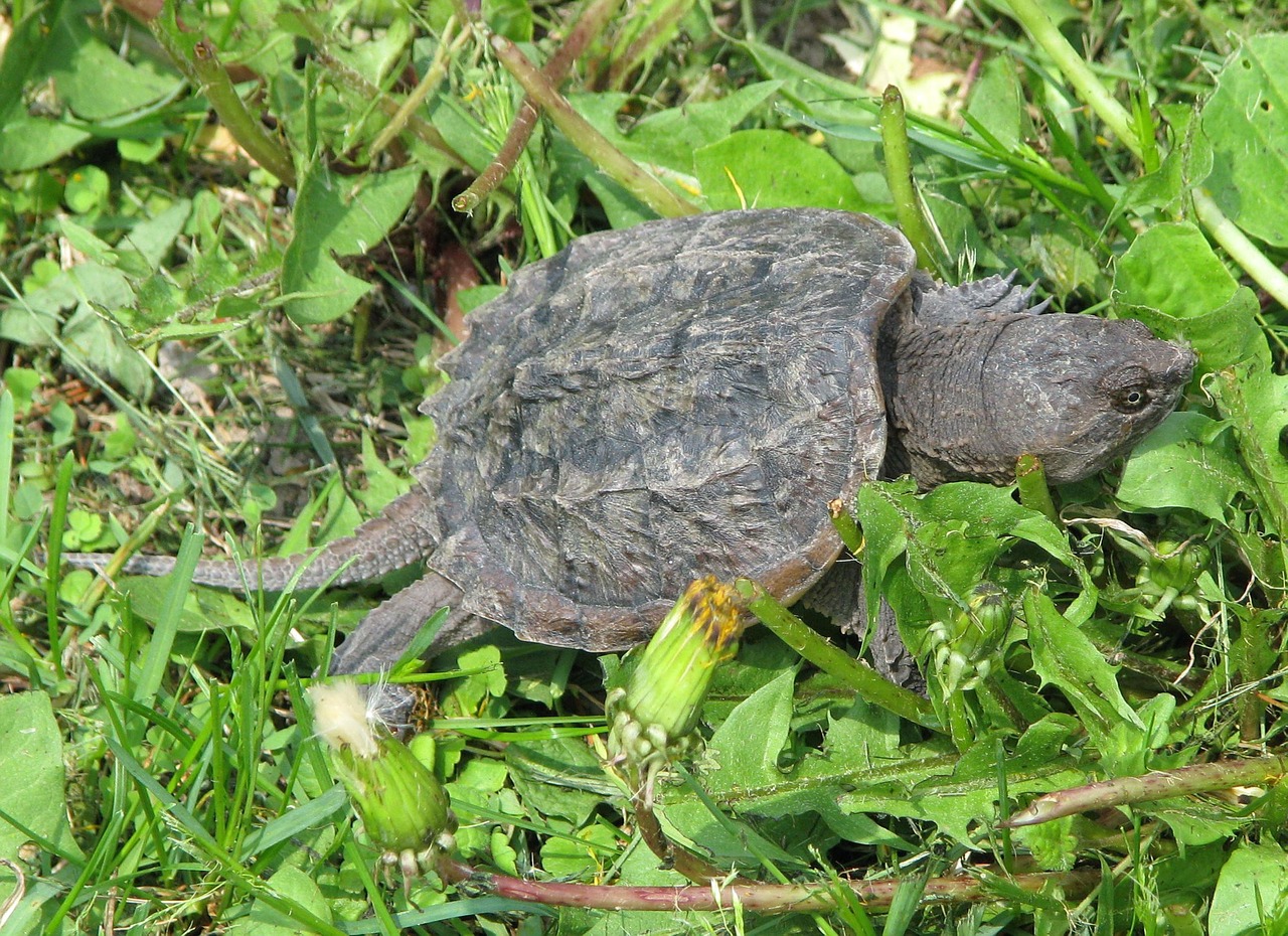 common snapping turtle chelydra serpentina juvenile free photo