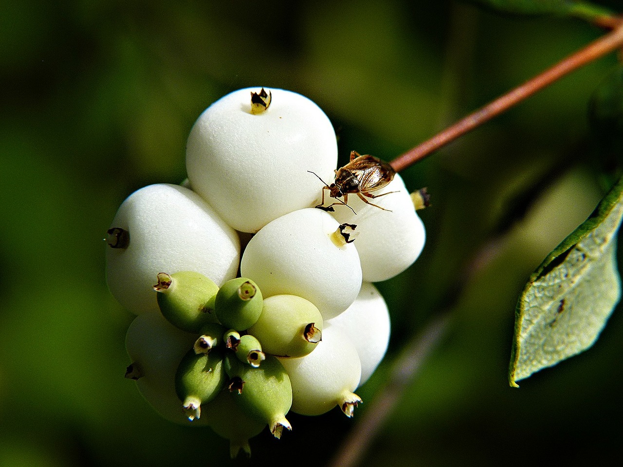 common snowberry symphoricarpas albus toy torpedo free photo