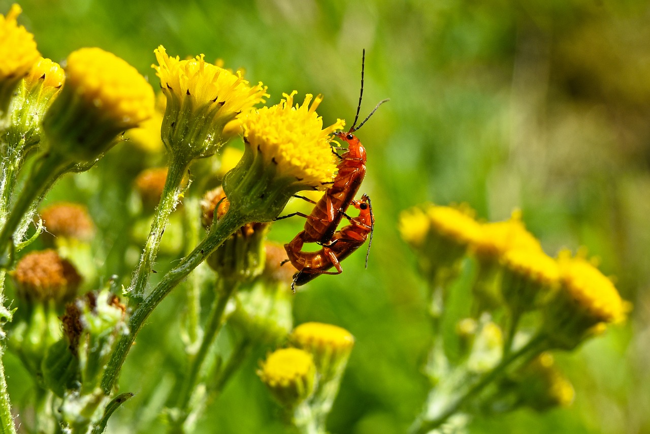 common soldier beetle  insect  animal free photo