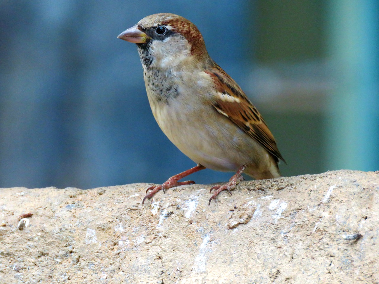 common sparrow sparrow bird free photo