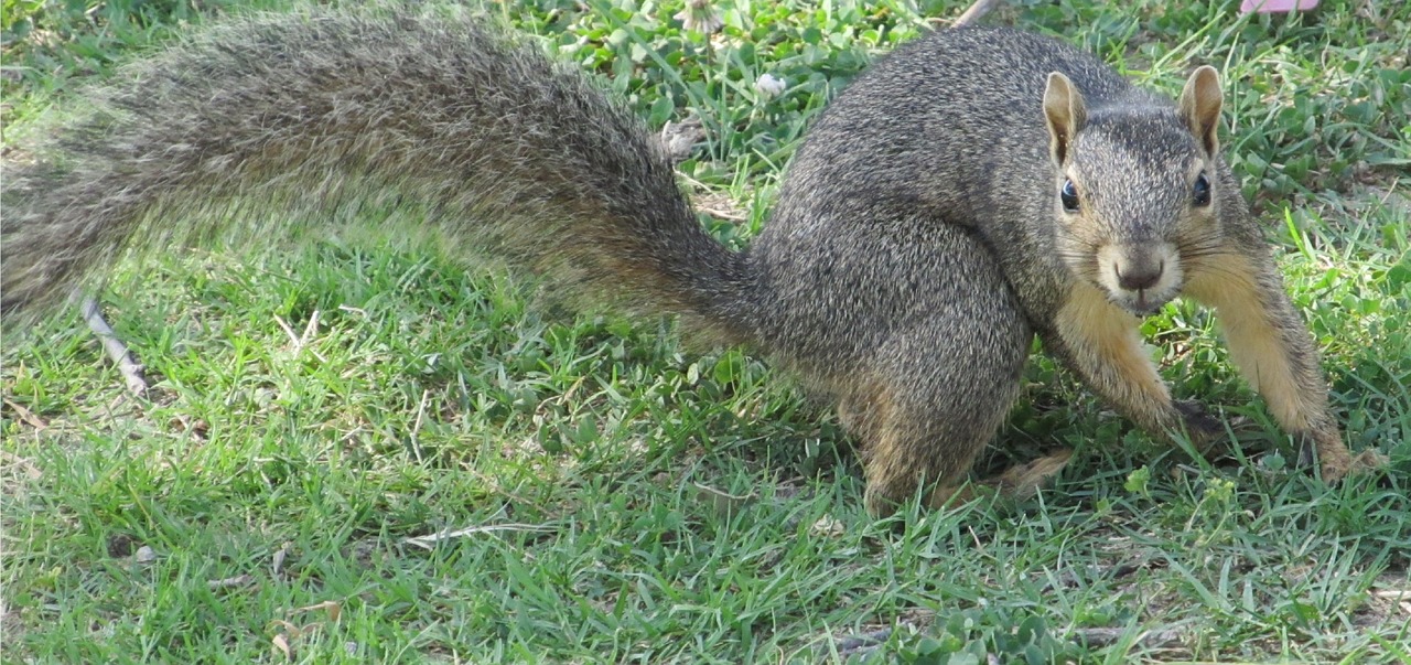 common squirrel squirrel turning free photo