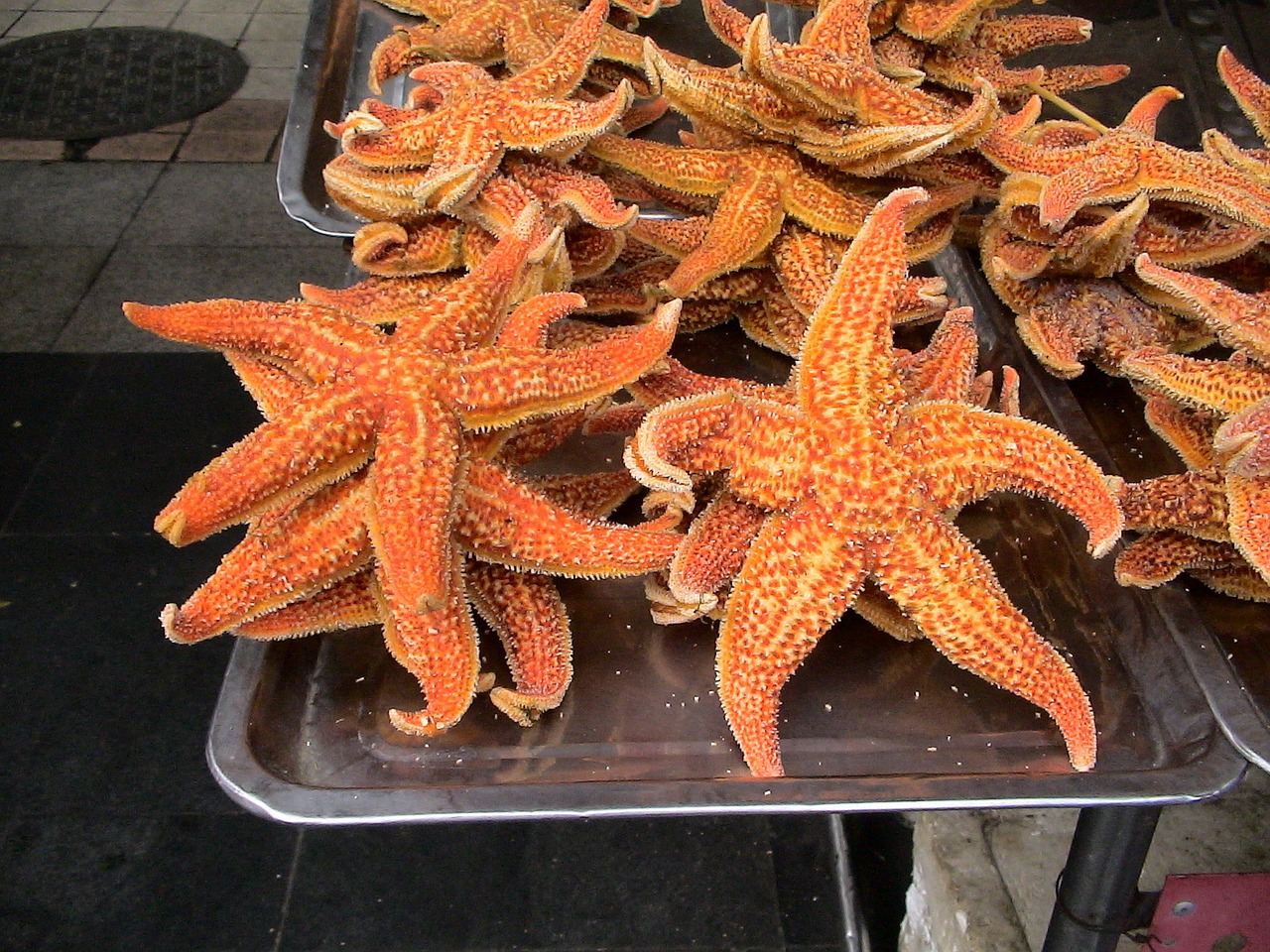 common starfish asterias rubens pliers star free photo