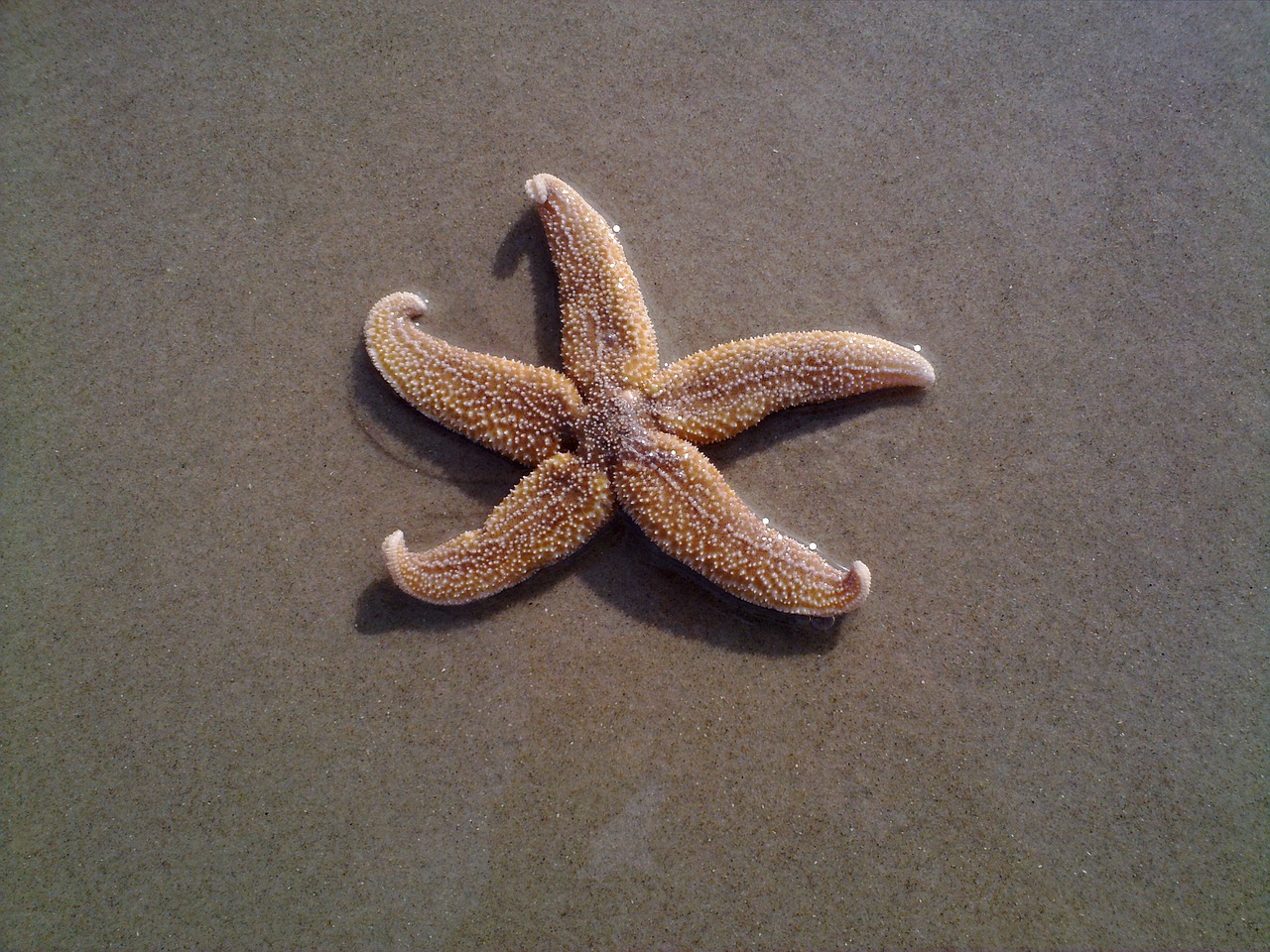 common starfish starfish asterias rubens free photo