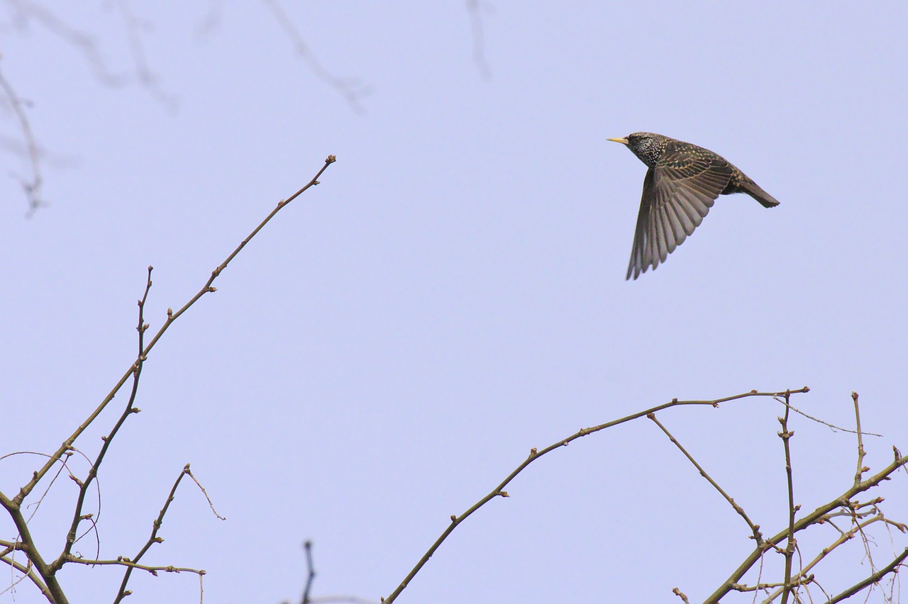 common starling starling bird free photo