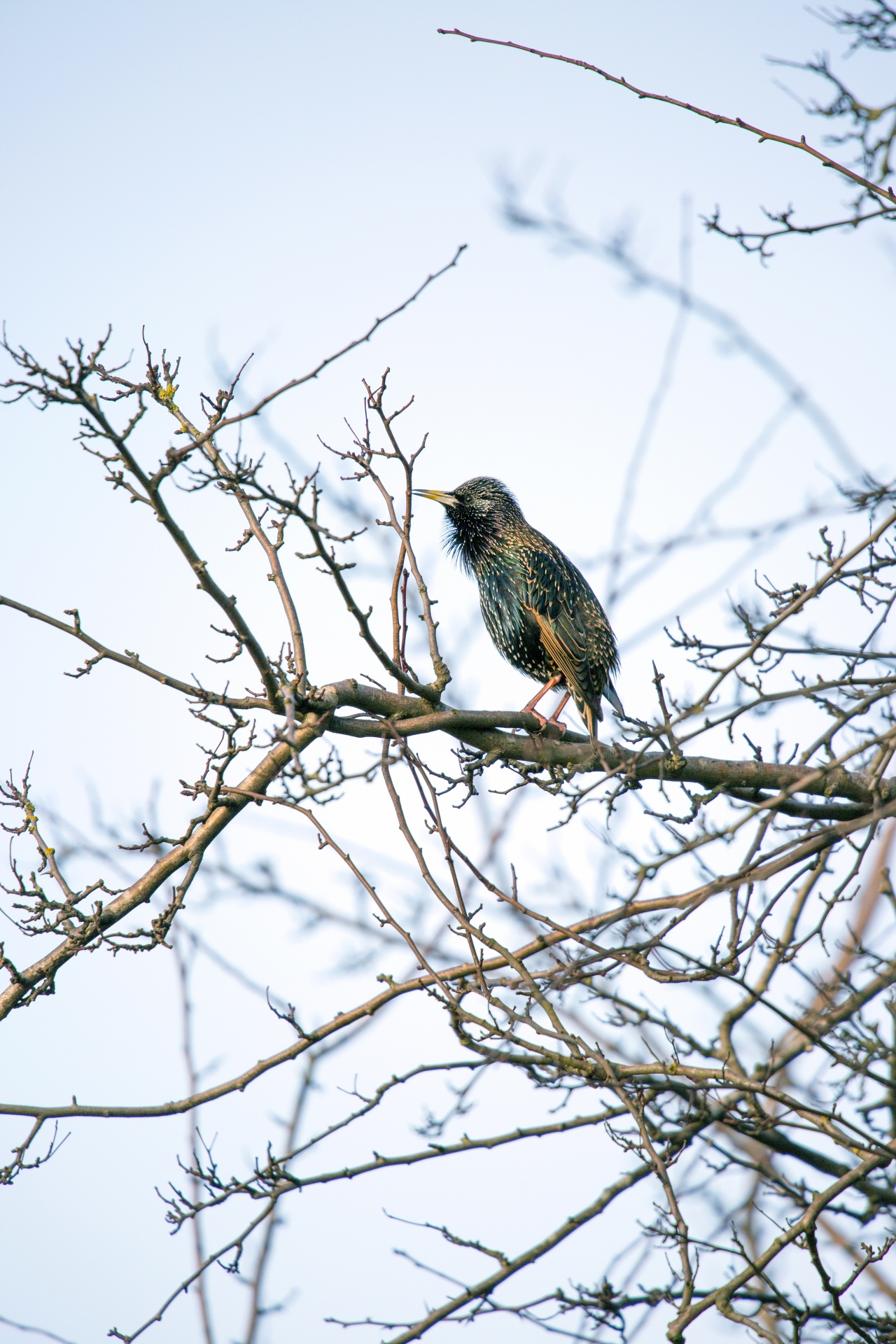 starling close-up animal free photo