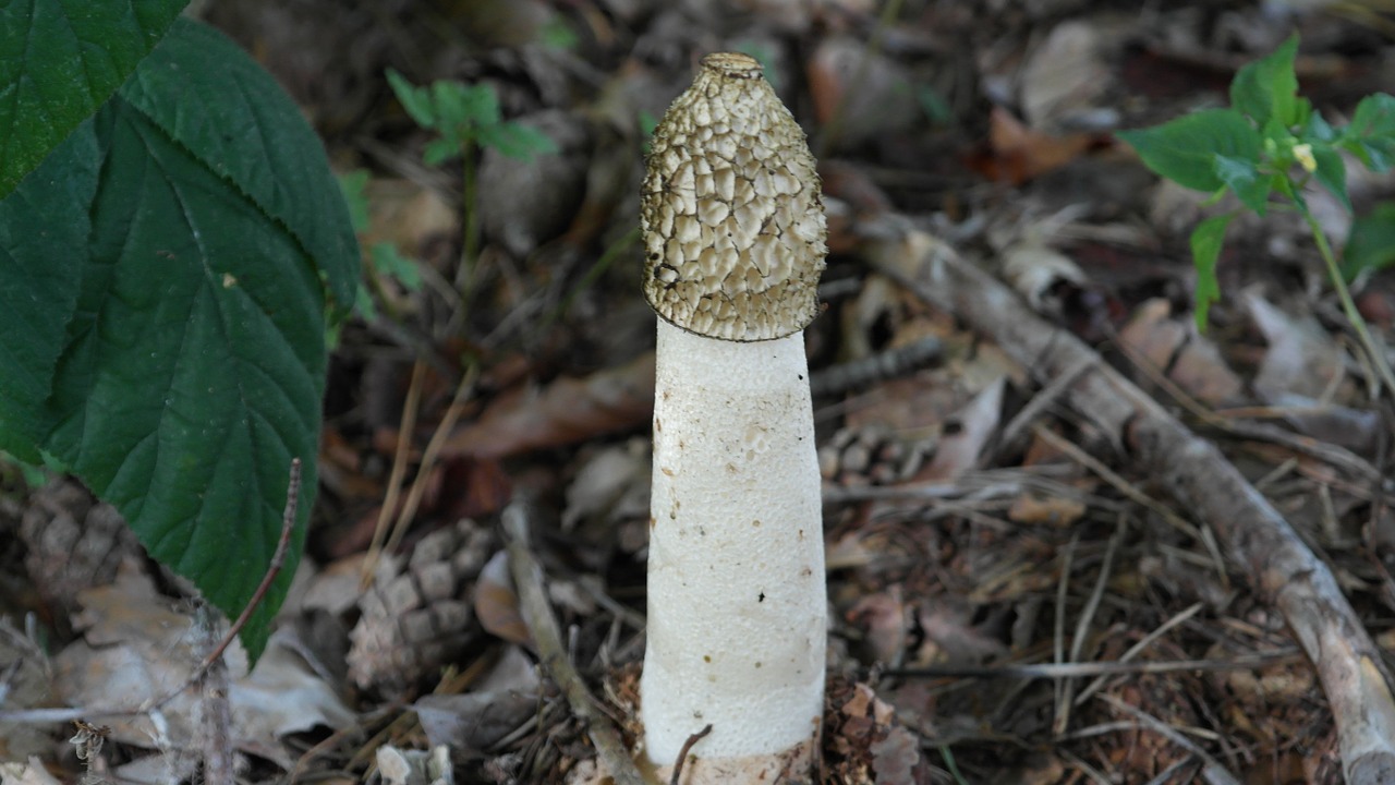 common stinkmorchel mushroom morel free photo