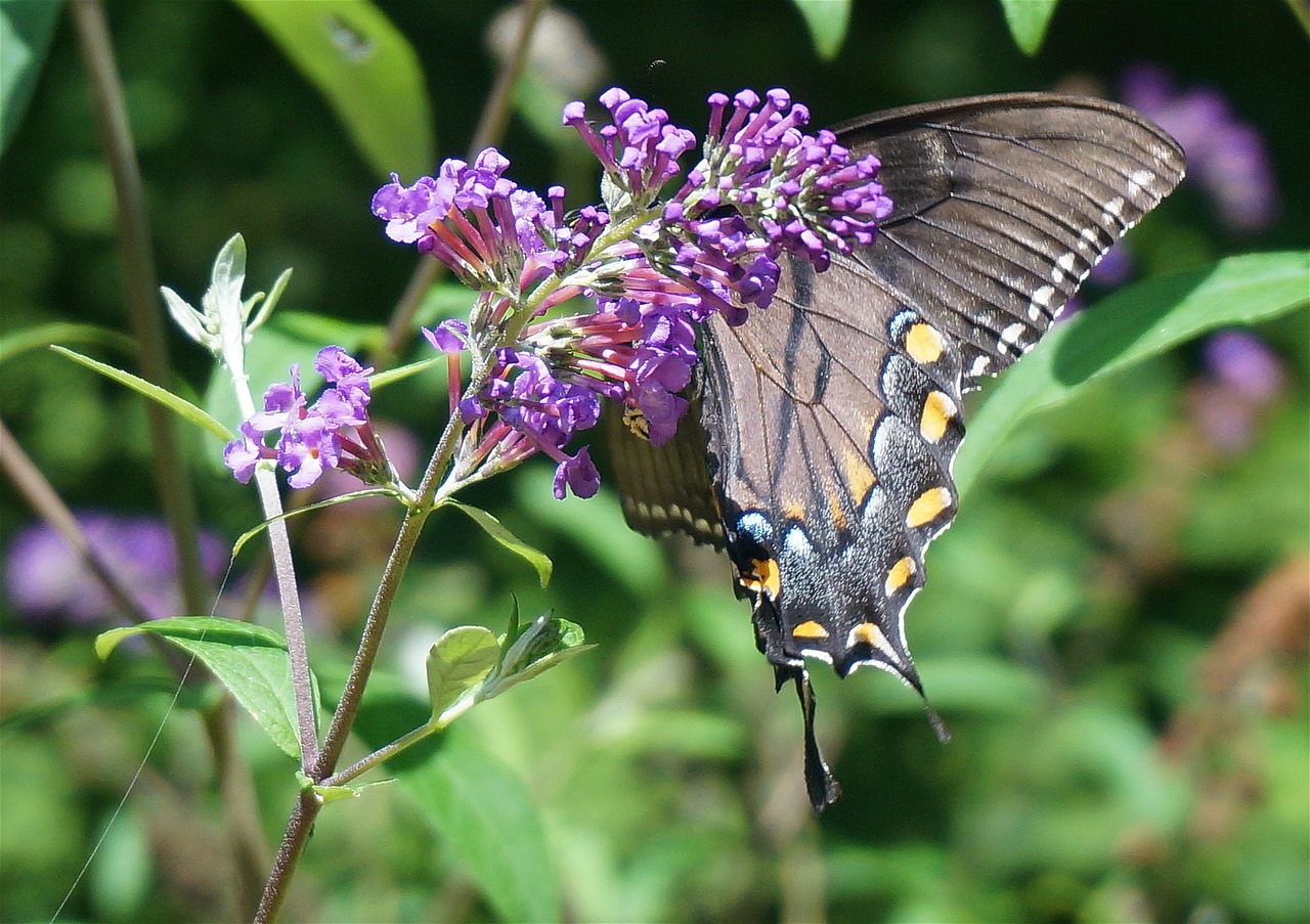 black swallowtail butterfly butterfly bush butterfly free photo