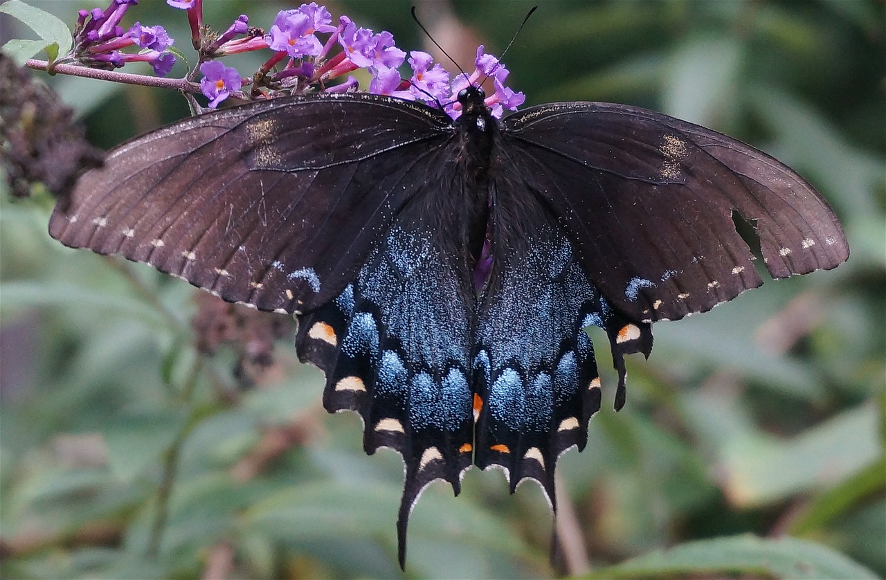 hybrid black swallowtail butterfly battered but beautiful hybrid free photo