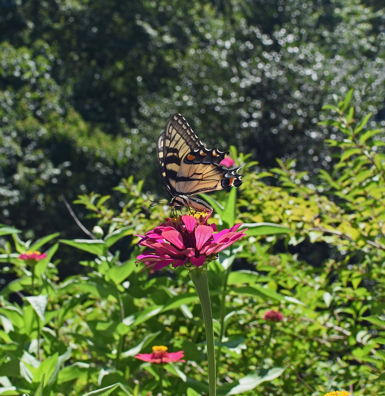 common swallowtail on zinnia butterfly insect free photo