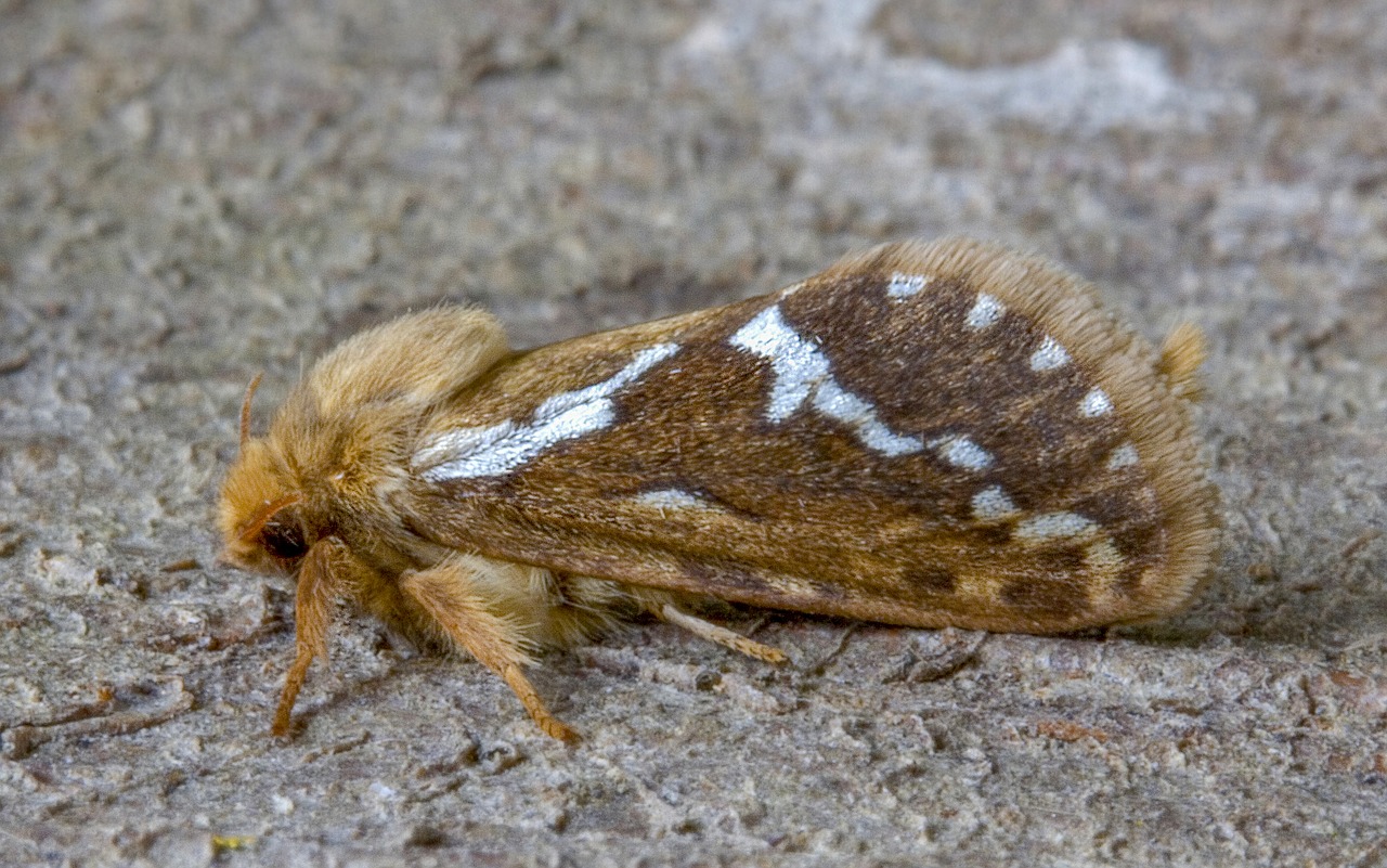 common swift  moth  macro free photo