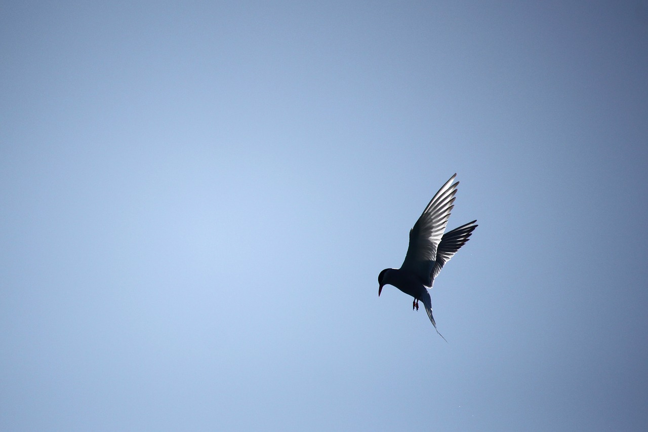 common tern bird himmel free photo