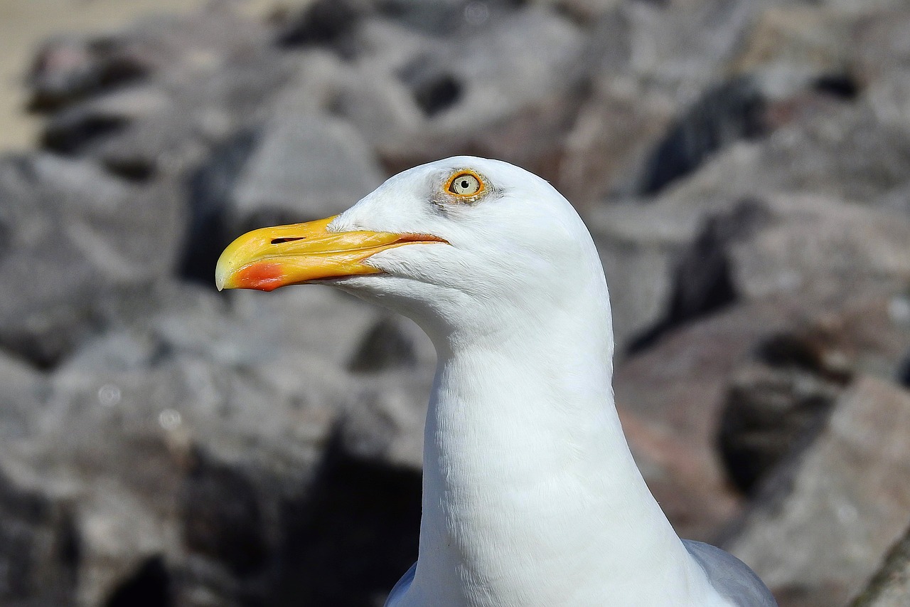 common tern  bird  beak free photo