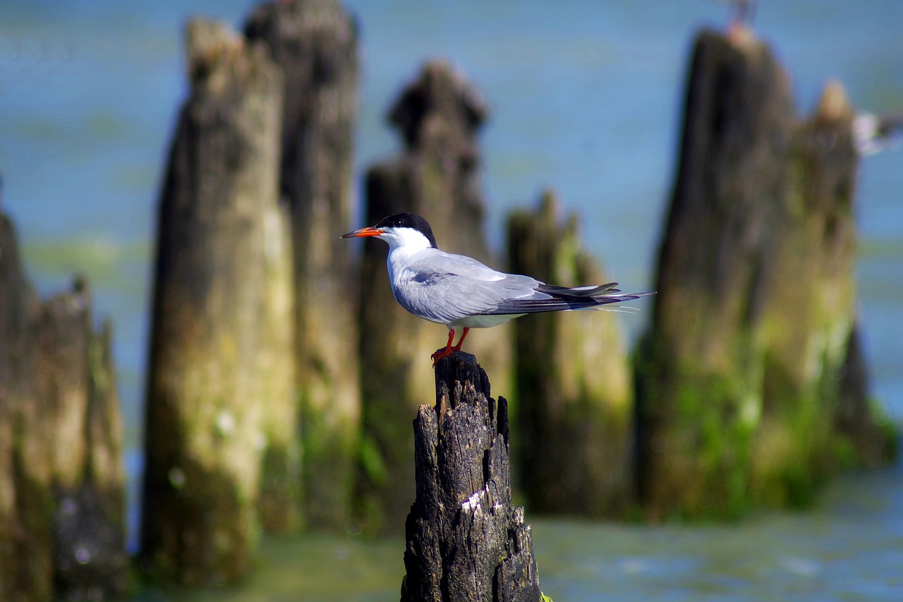 common tern  bird  naticina free photo