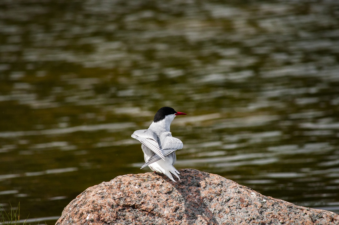common tern  bird  animal free photo