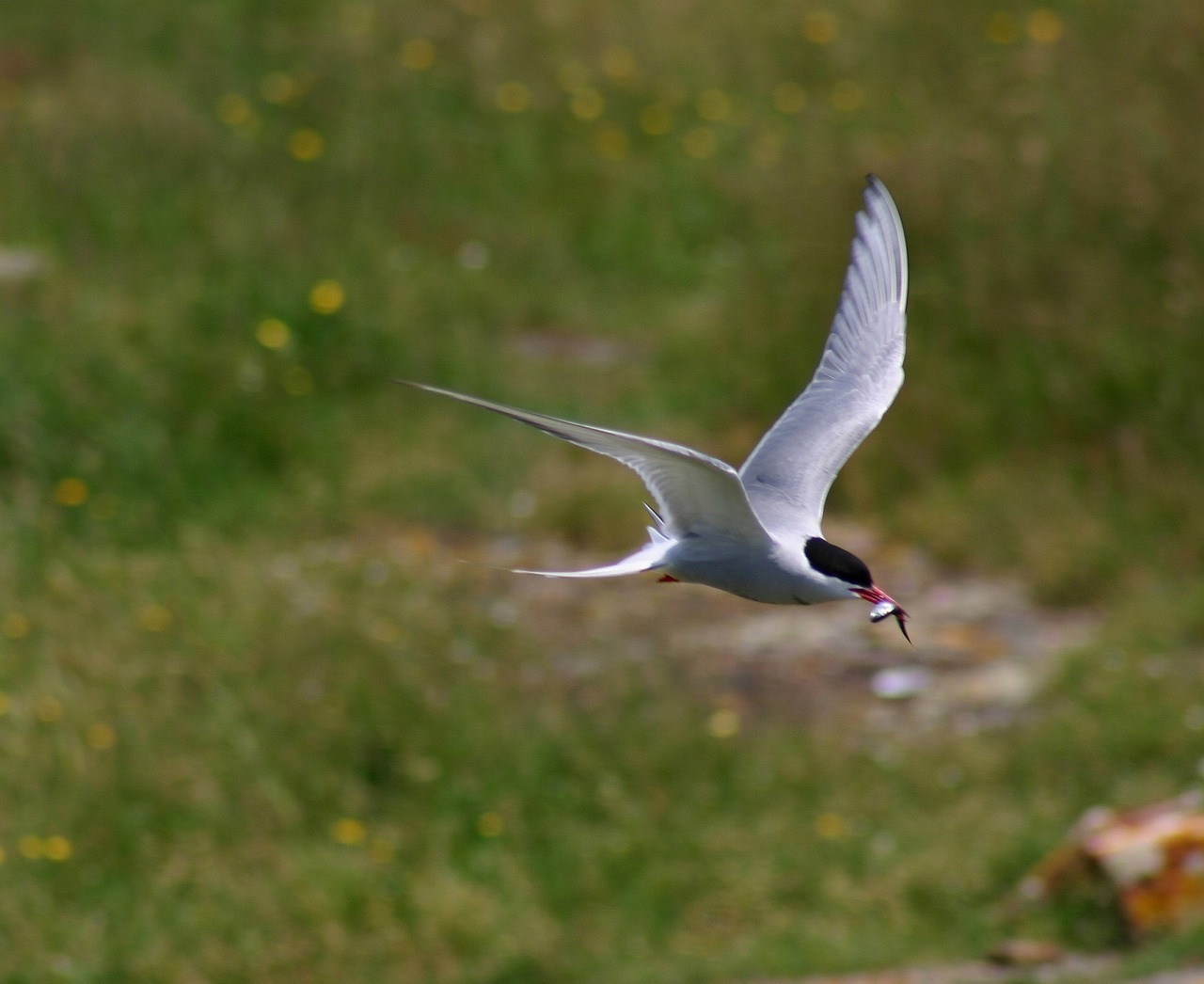 common tern bird predator free photo