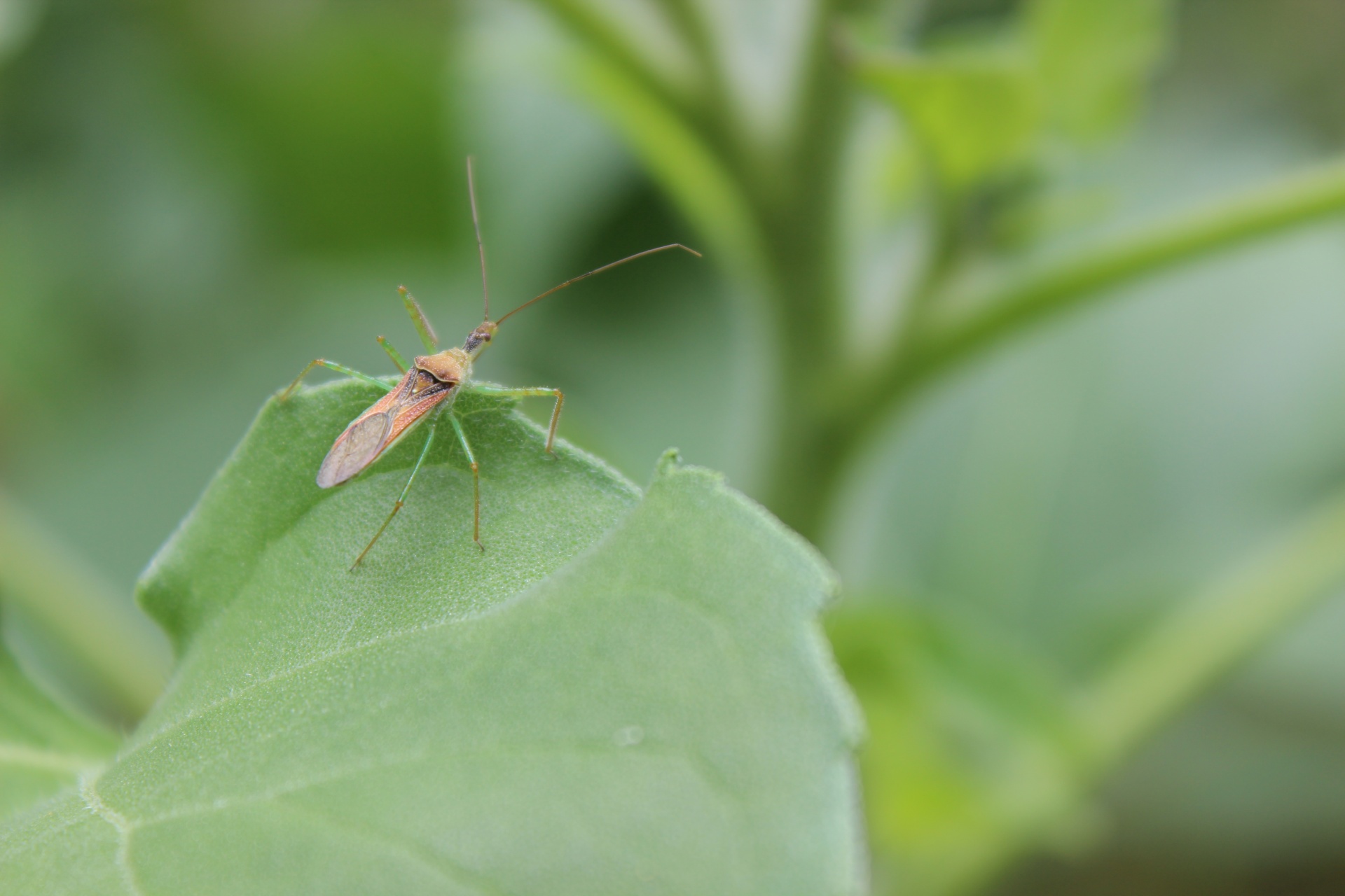 leafhopper assassin bug free photo